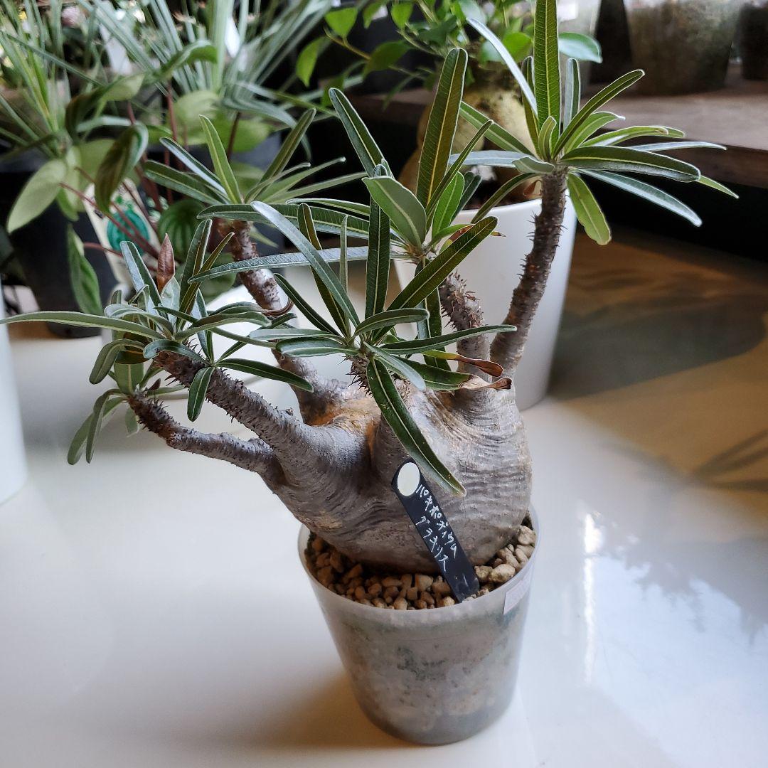 パキボディウム※グラキリス