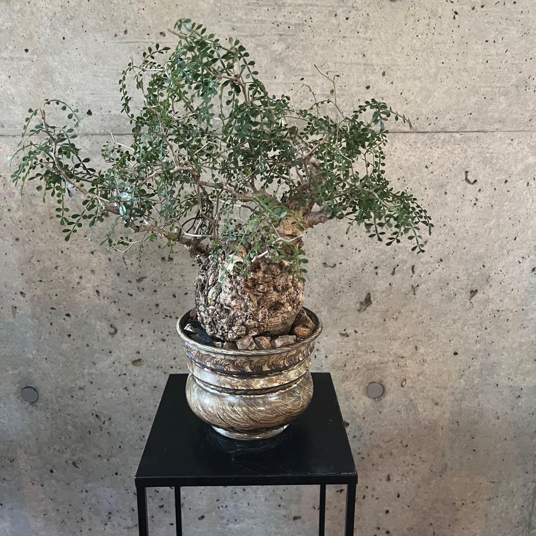 オペルクリカリア　パキプス　現地球　管理約2年