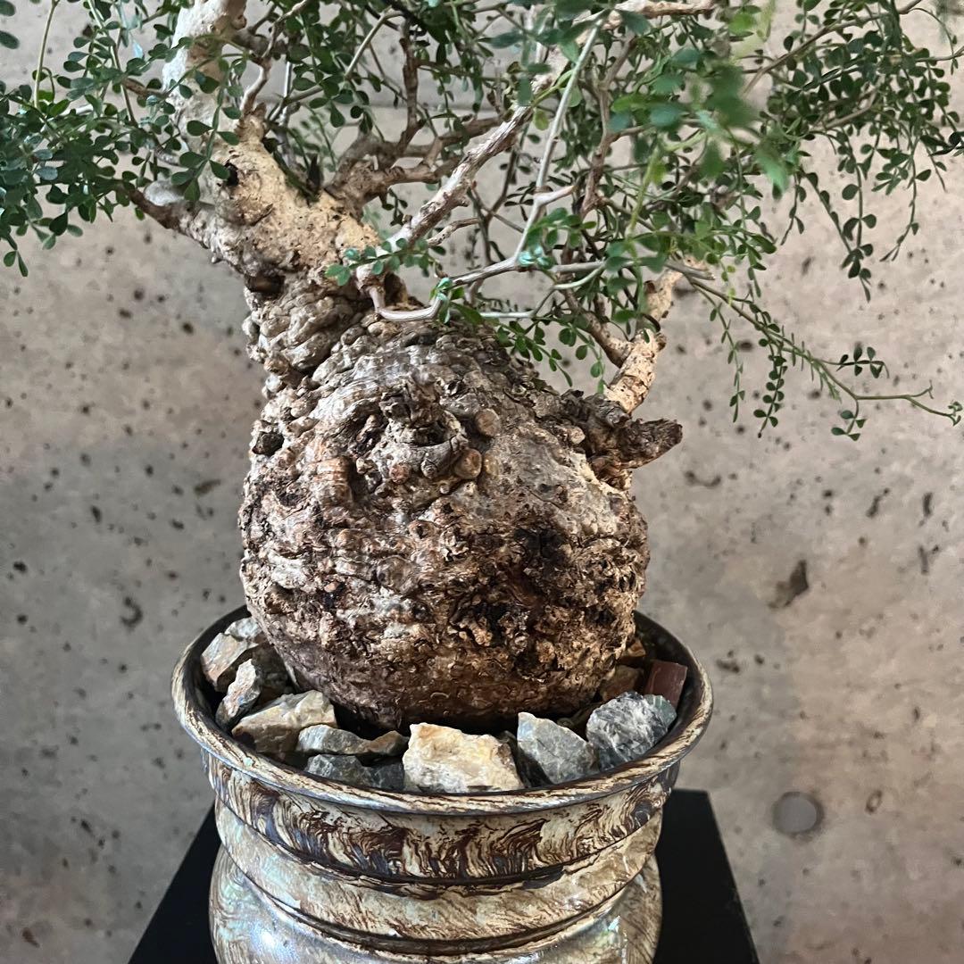 オペルクリカリア　パキプス　現地球　管理約2年