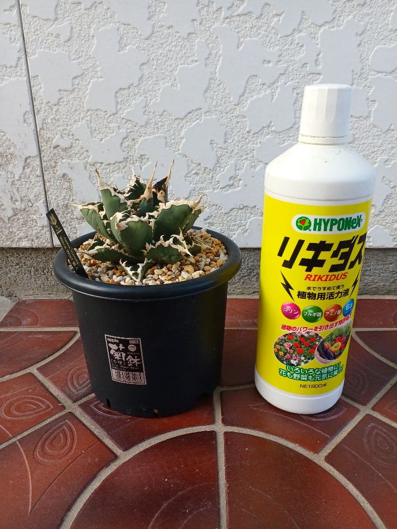 アガベ 浪人特選株