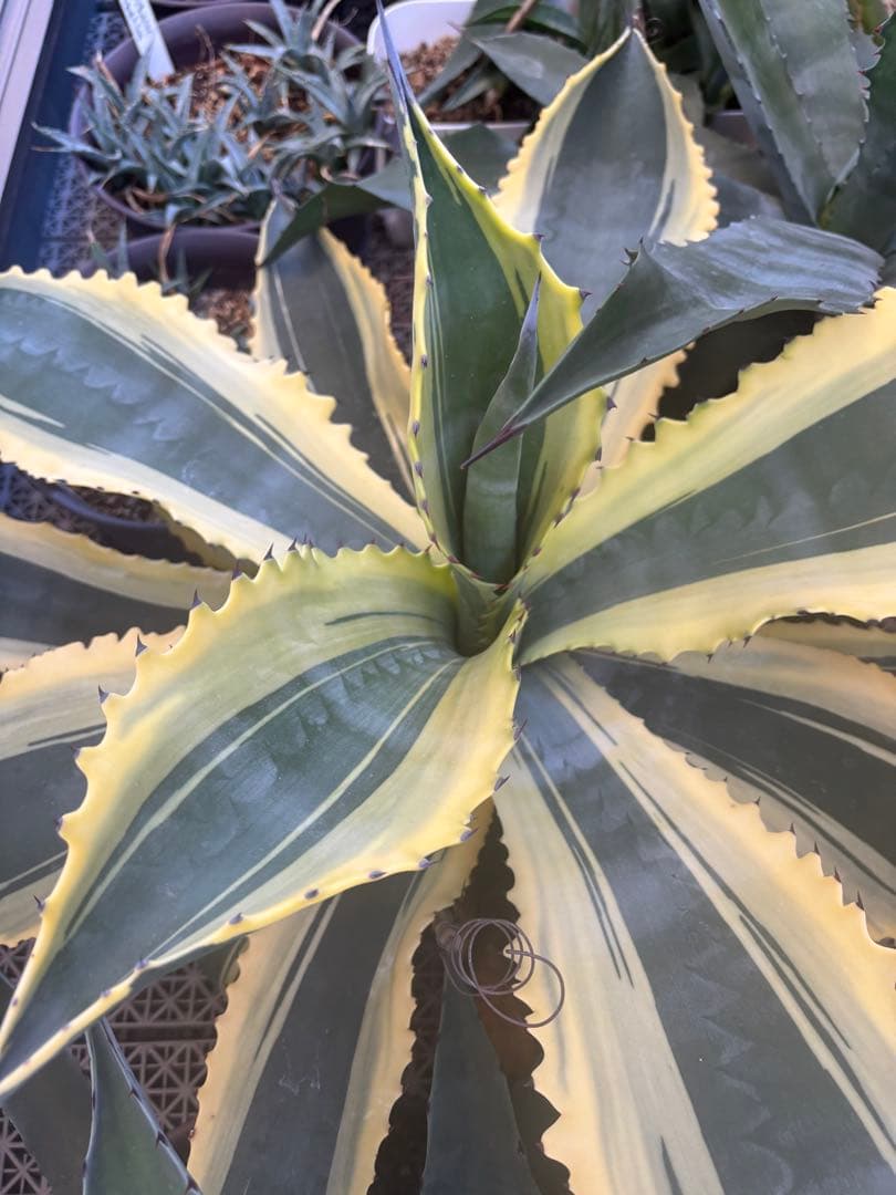 特大‼️ Agave アガベ　サルミアナ フェロックス リップルエフェクト