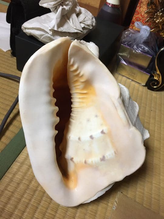 貝殻です。質問してください。