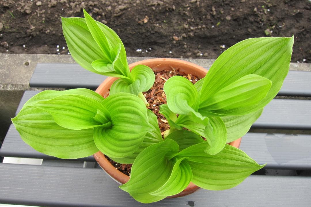 専用　レブンアツモリソウ花1芽　葉芽３