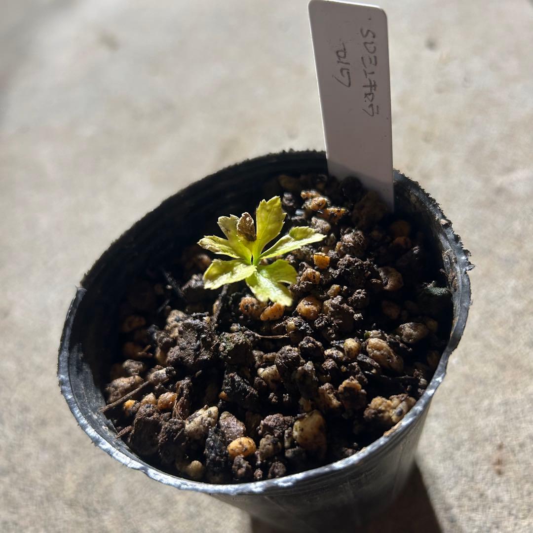 Komati「ブラックフライデー」クリスマスローズ 苗 SD蜃気楼 セルフ