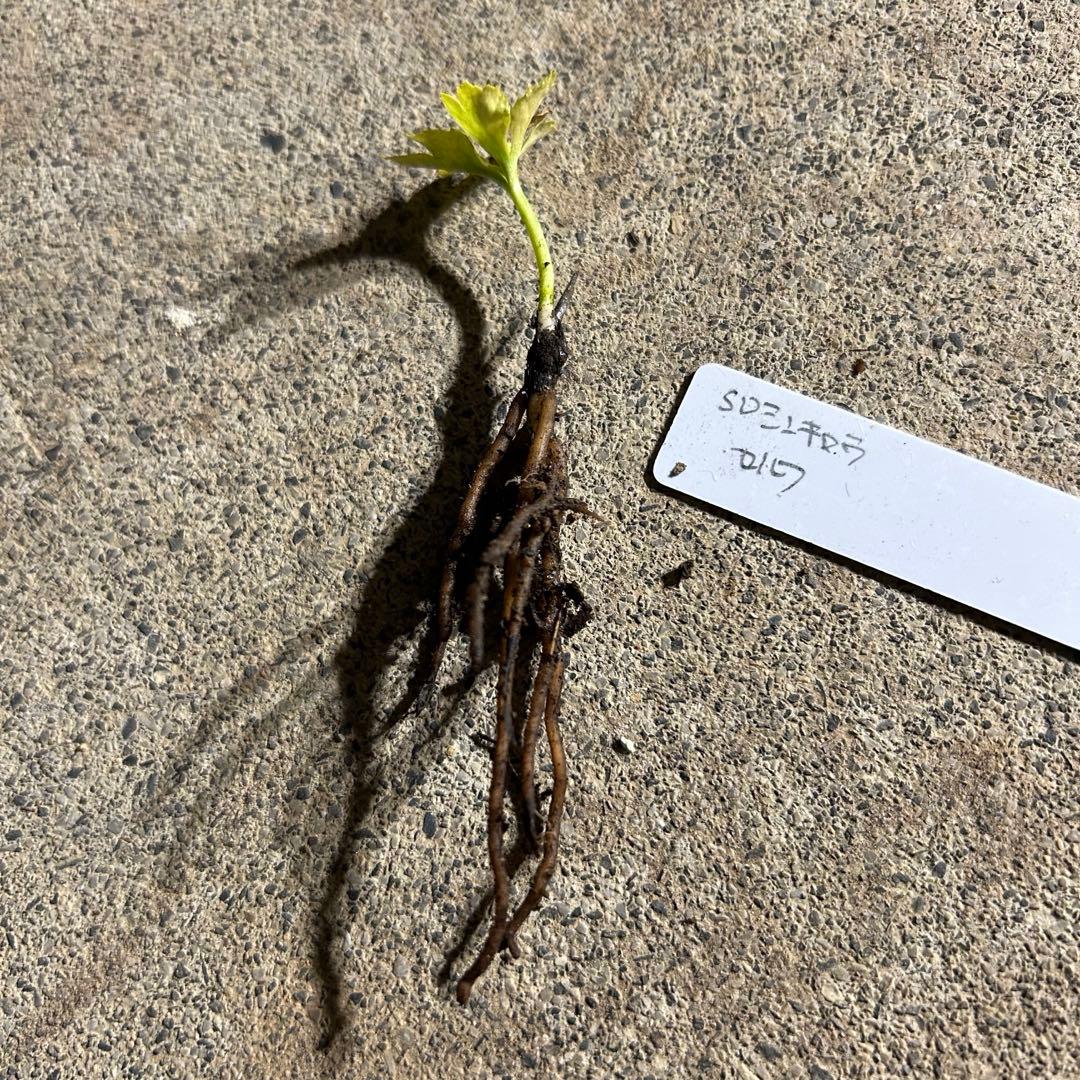 Komati「ブラックフライデー」クリスマスローズ 苗 SD蜃気楼 セルフ