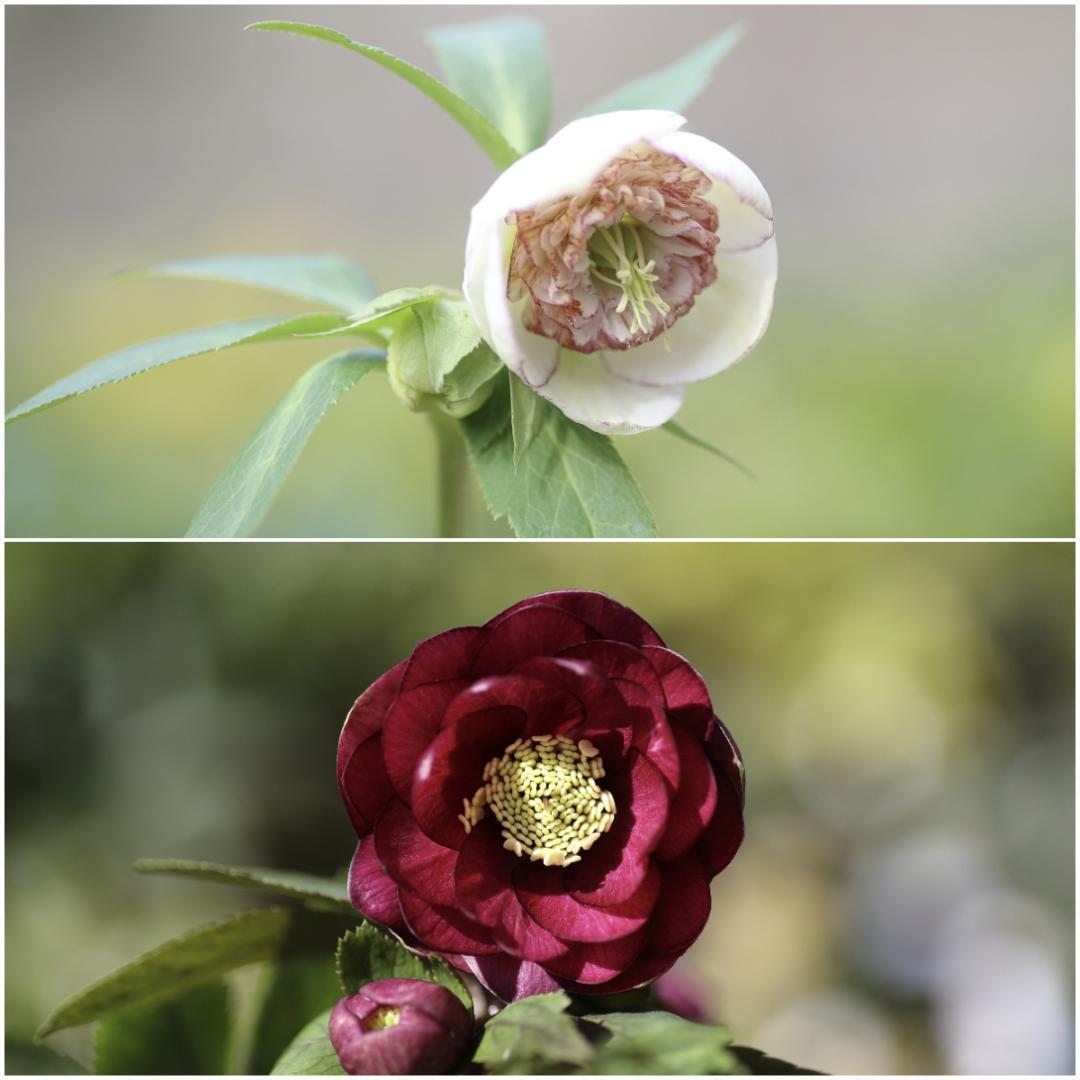 Komati「ブラックフライデー」クリスマスローズ 苗 SD蜃気楼 セルフ