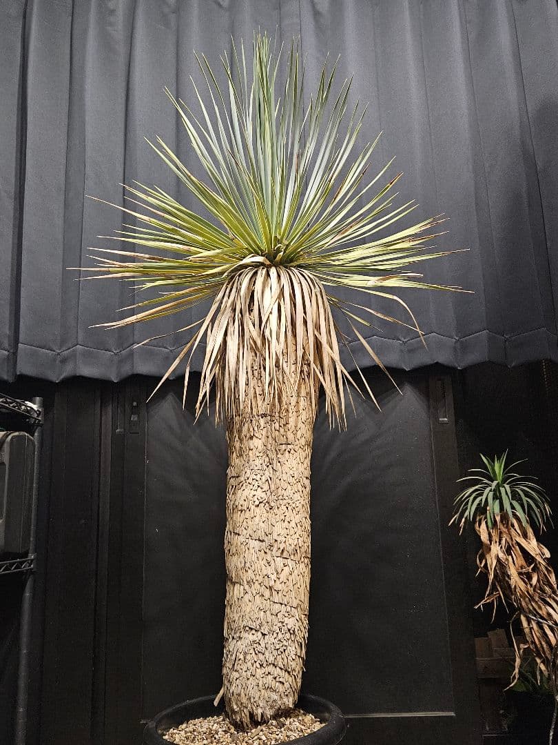 ユッカロストラータ 太株 (い)