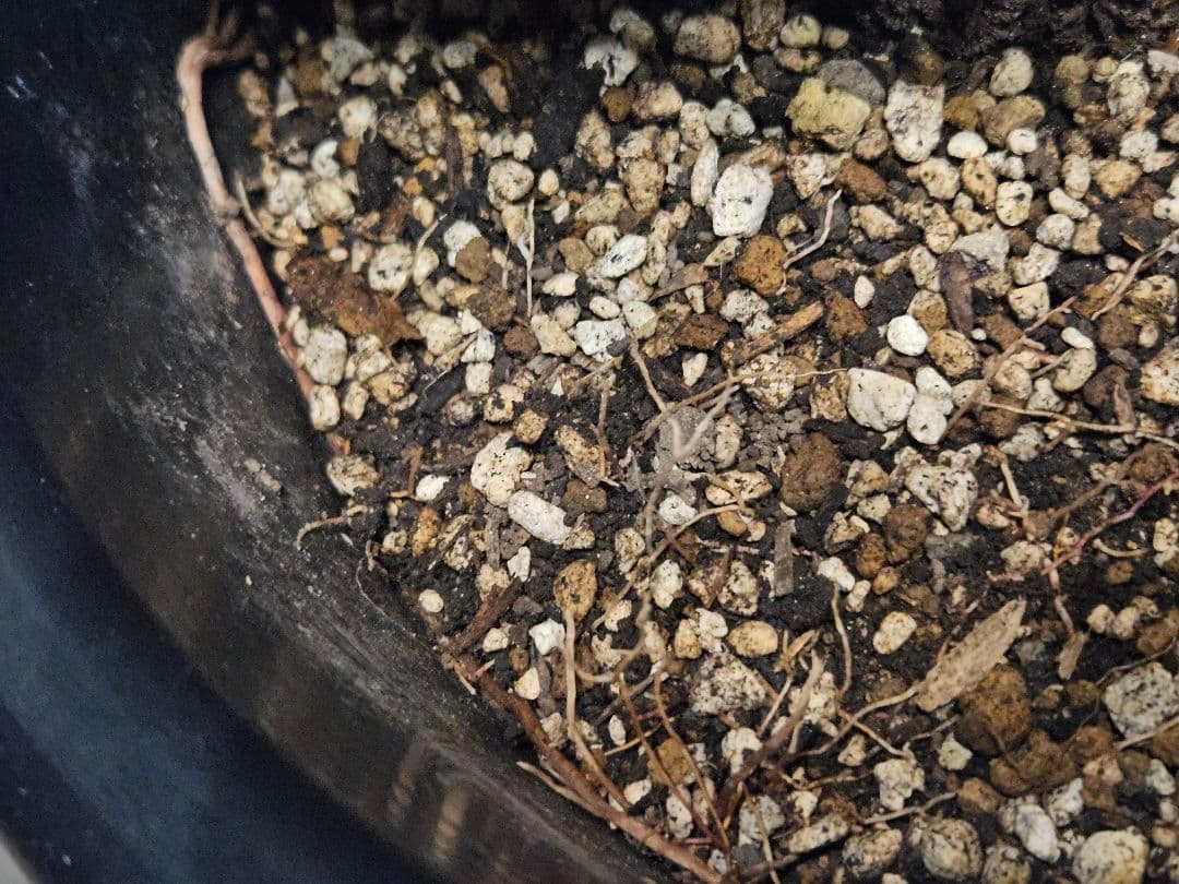 ユッカロストラータ 太株 (い)