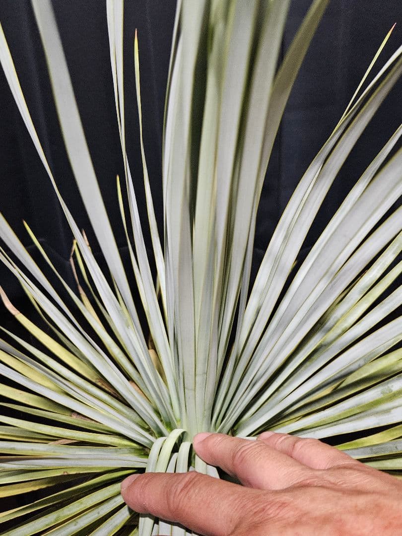 ユッカロストラータ 太株 (い)