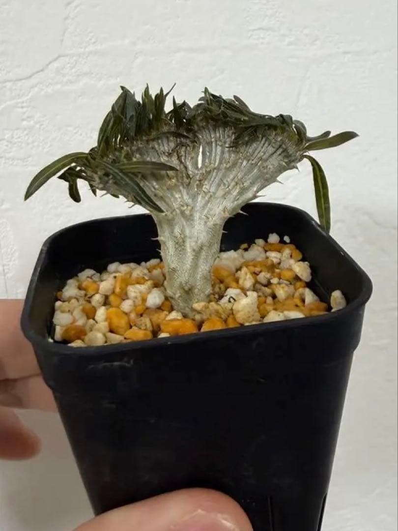 【綴化】 グラキリスA　パキポディウム　塊根