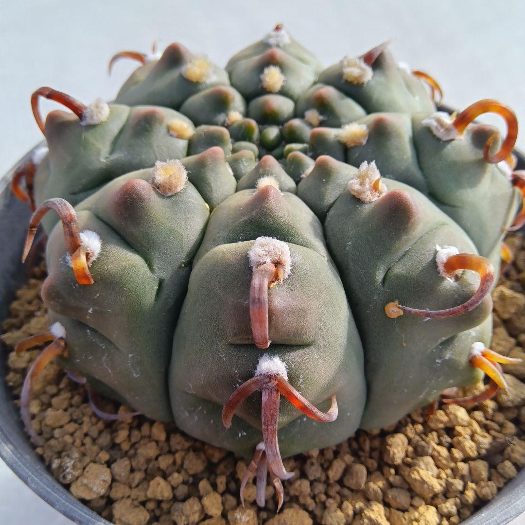 【変刺実生】バッテリー　狂刺　ギムノカリキウム　サボテン（コピアポア　多肉植物）