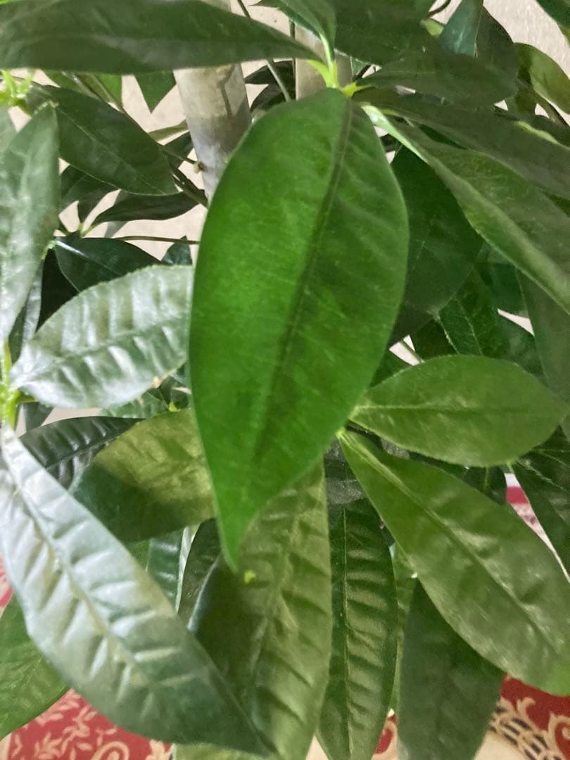 光触媒　人工観葉植物　ウォールグリーン　フェイクグリーン　パキラ特大@gja