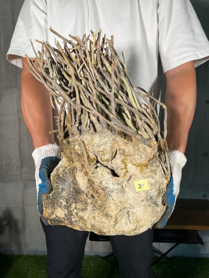 G*L様 24 激レア 超大株 アデニア ペチュエリー 現地球 鮮度抜群