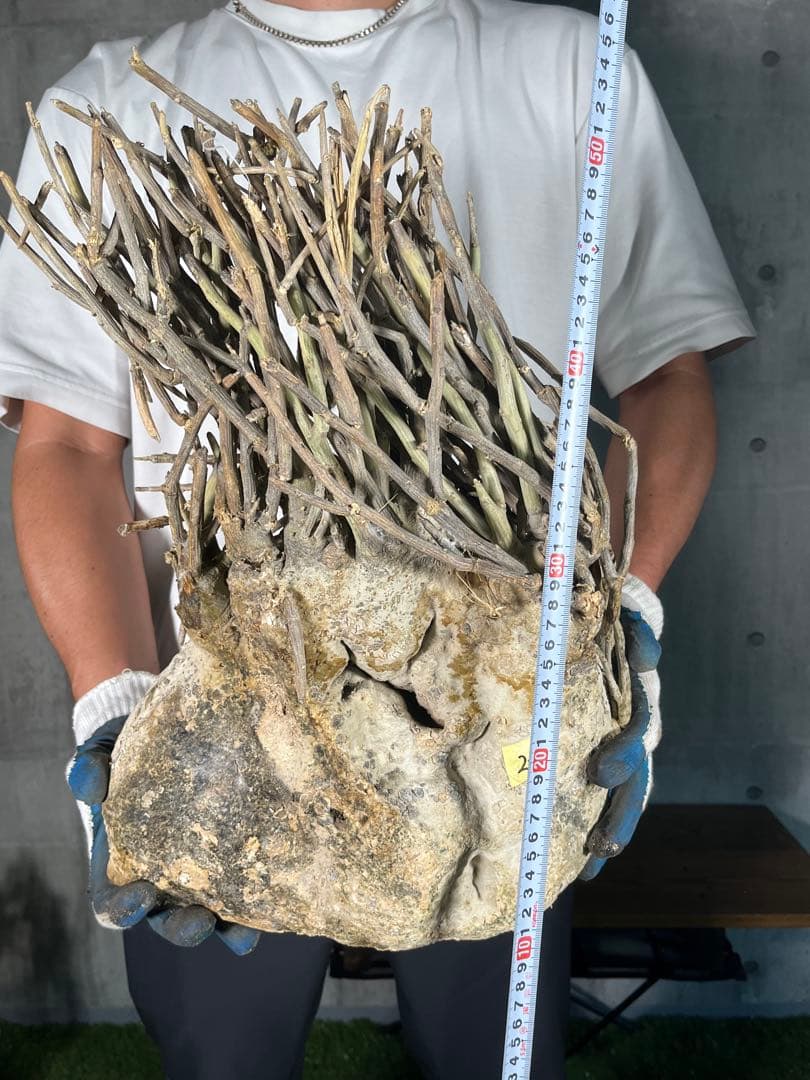 G*L様 24 激レア 超大株 アデニア ペチュエリー 現地球 鮮度抜群