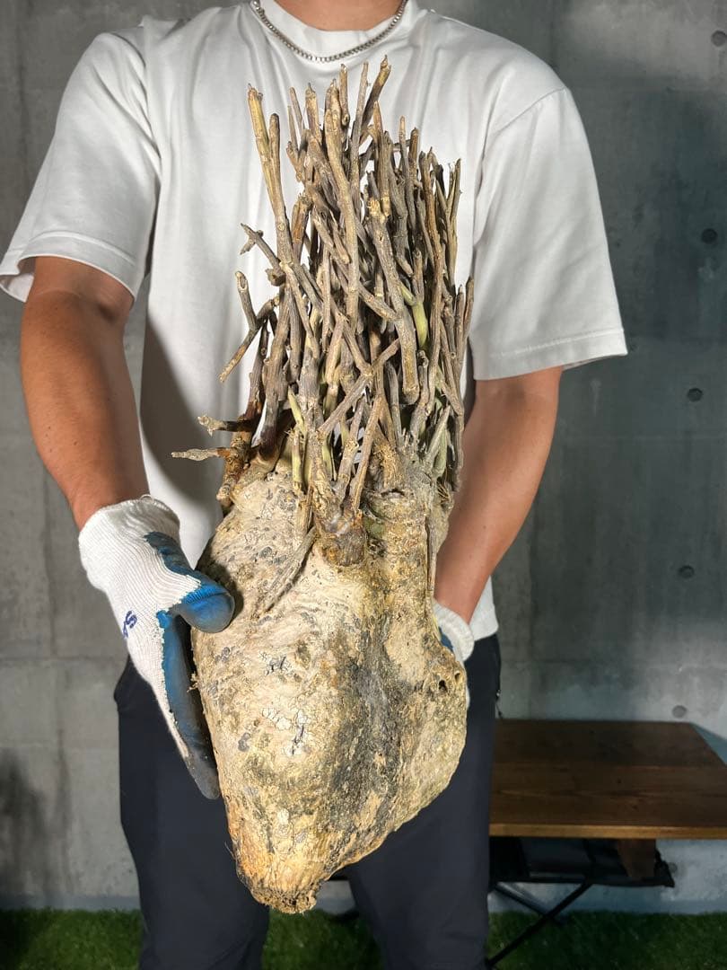 G*L様 24 激レア 超大株 アデニア ペチュエリー 現地球 鮮度抜群