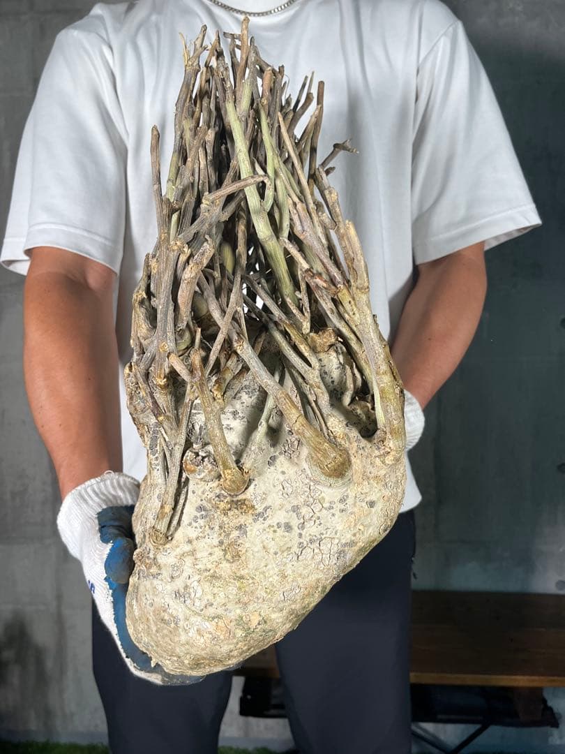 G*L様 24 激レア 超大株 アデニア ペチュエリー 現地球 鮮度抜群