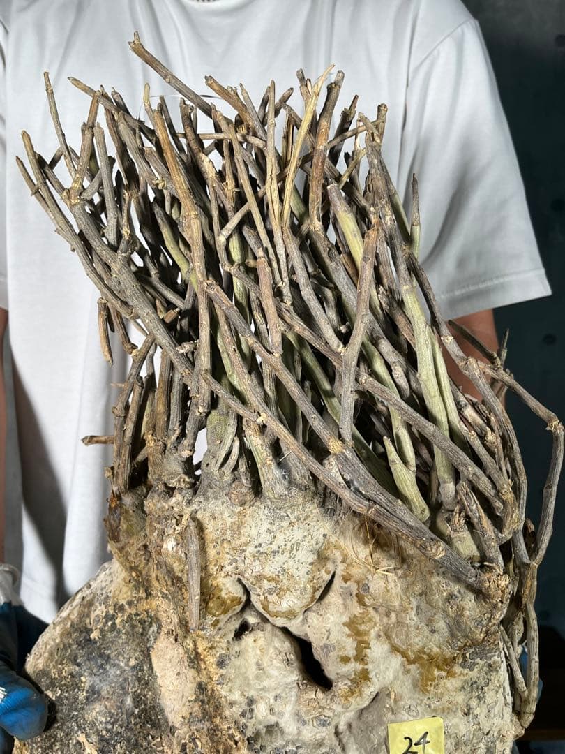 G*L様 24 激レア 超大株 アデニア ペチュエリー 現地球 鮮度抜群