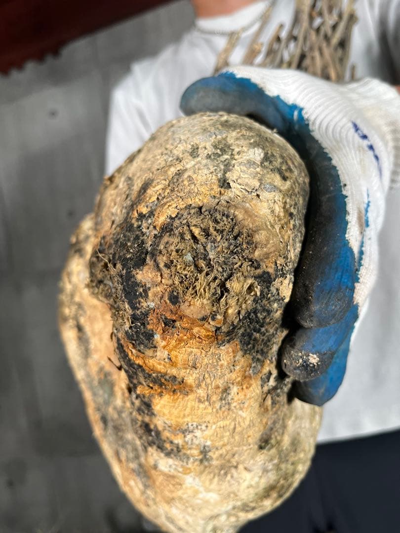 G*L様 24 激レア 超大株 アデニア ペチュエリー 現地球 鮮度抜群