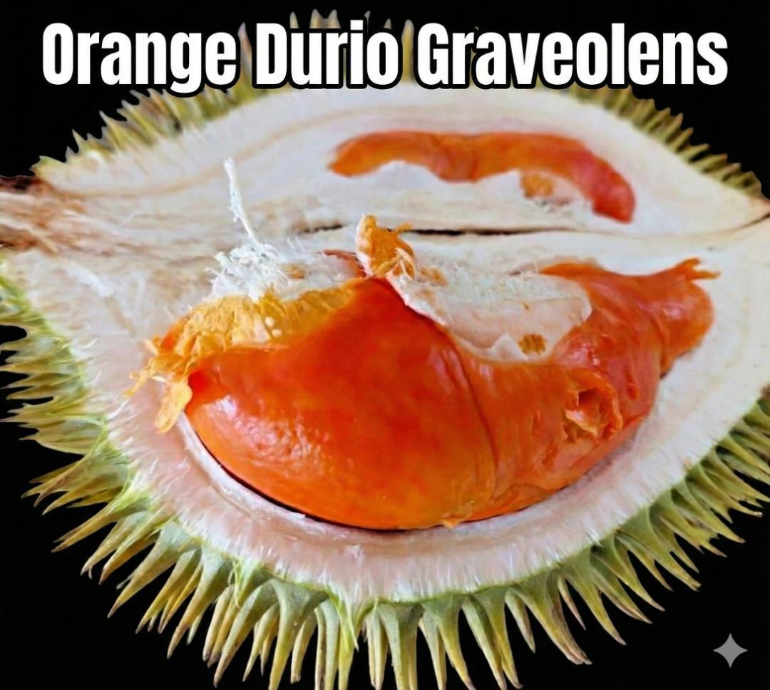 ドリアン苗Orange Durio Graveolens苗 DOG3