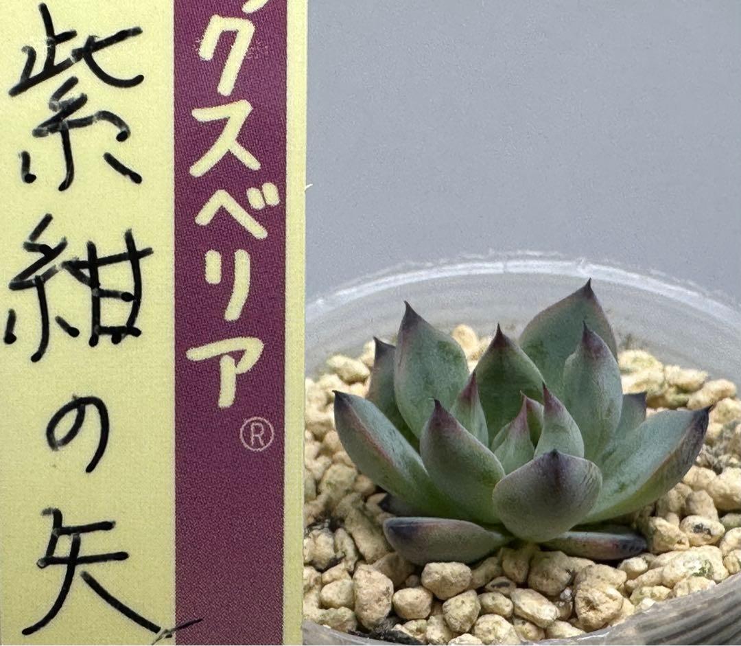 ❤️確認用❤️ミックスベリア❤️紫紺の矢❤️カット発根管理中〜♪✨メルカリ便✨札なし