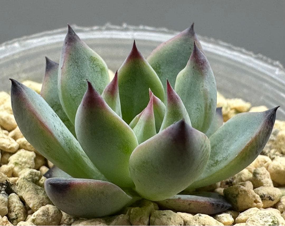 ❤️確認用❤️ミックスベリア❤️紫紺の矢❤️カット発根管理中〜♪✨メルカリ便✨札なし