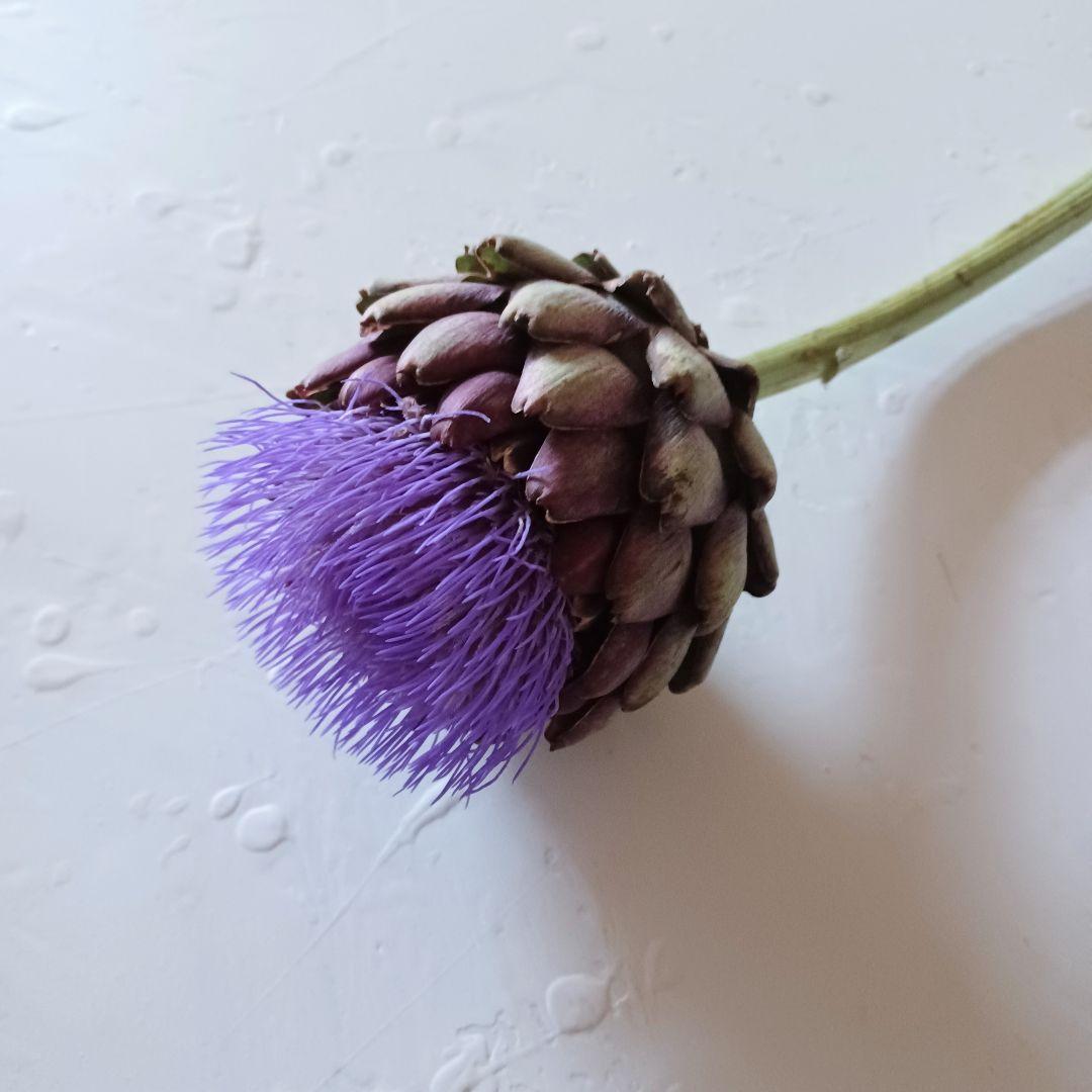 【魔女の棲む森研究所】ドライフラワー 花材 アーティチョーク
