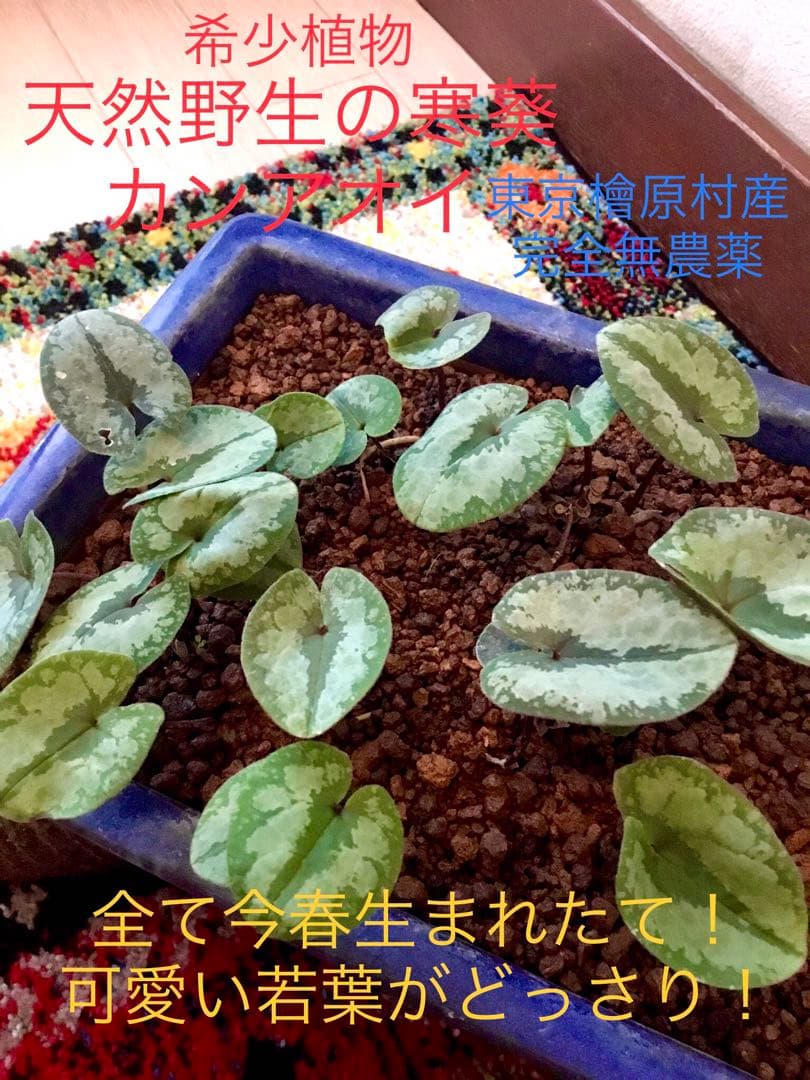 今春生まれた若葉がどっさり！【斑入り/寒葵＊カンアオイ】これから大きく成長します