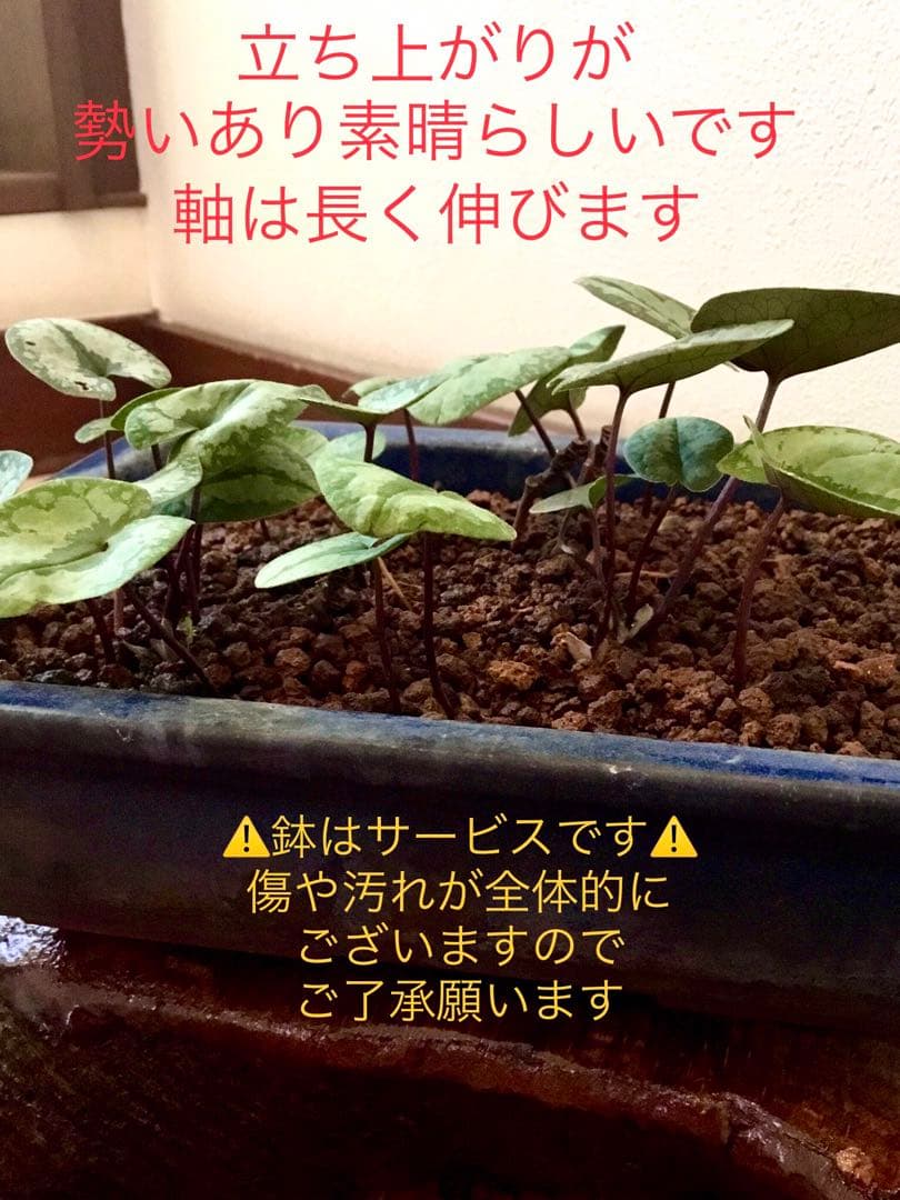 今春生まれた若葉がどっさり！【斑入り/寒葵＊カンアオイ】これから大きく成長します