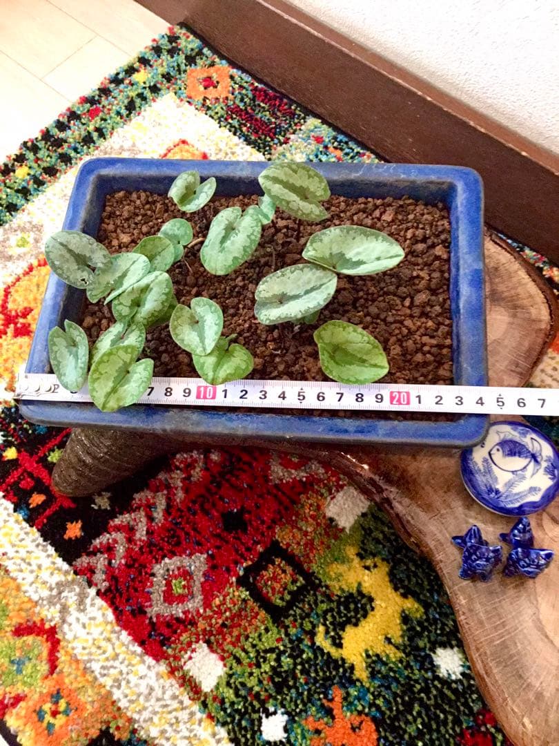 今春生まれた若葉がどっさり！【斑入り/寒葵＊カンアオイ】これから大きく成長します