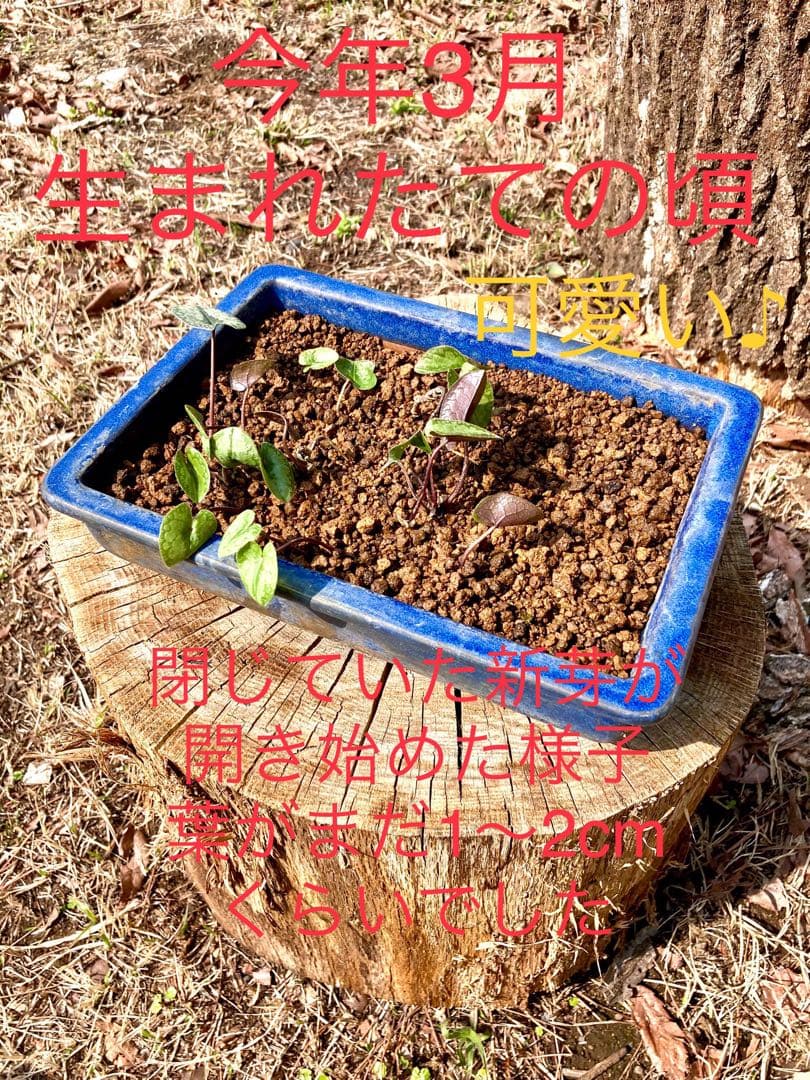 今春生まれた若葉がどっさり！【斑入り/寒葵＊カンアオイ】これから大きく成長します