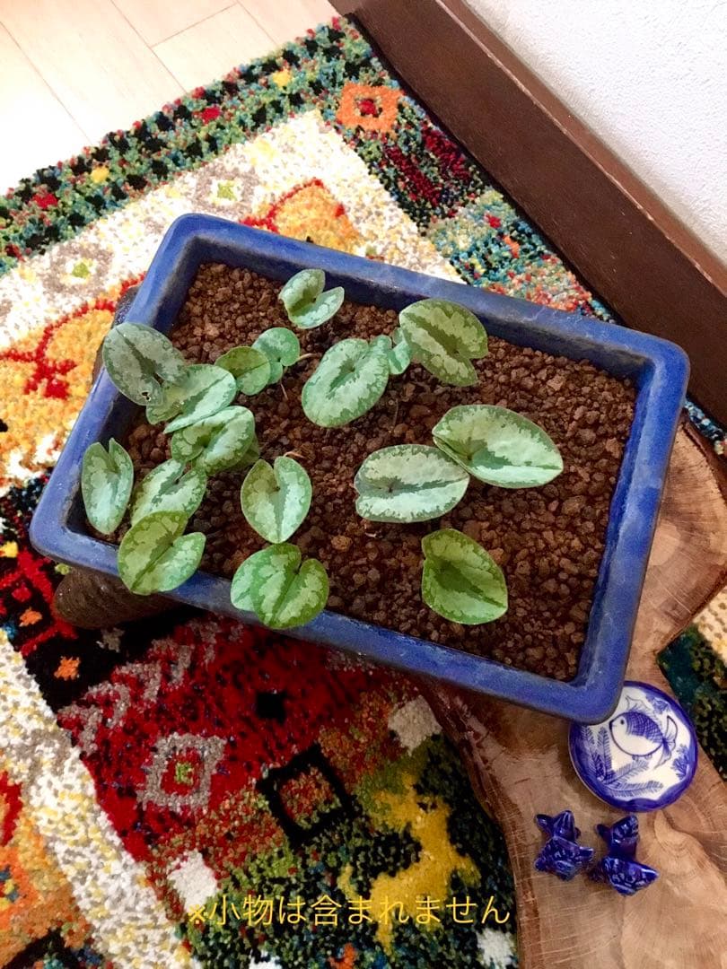 今春生まれた若葉がどっさり！【斑入り/寒葵＊カンアオイ】これから大きく成長します