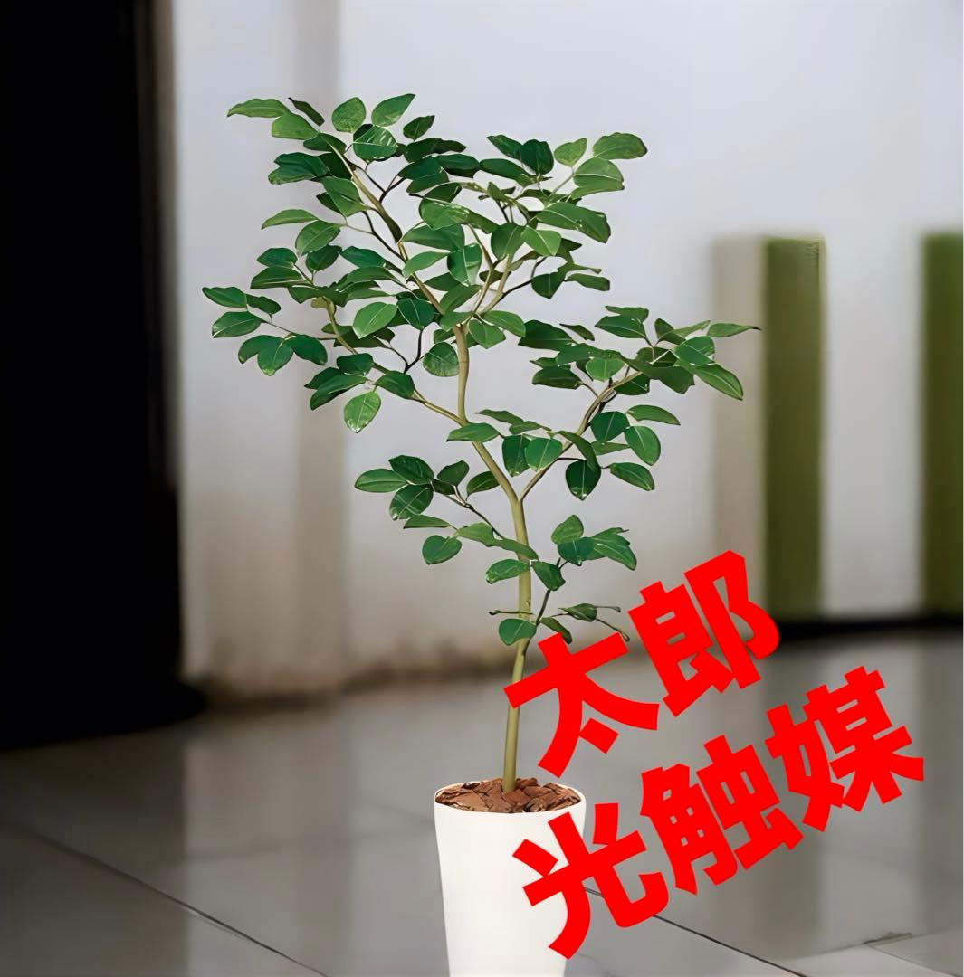 光触媒　人工観葉植物　ウォールグリーン　フェイクグリーン　ベンガルボタイジュ