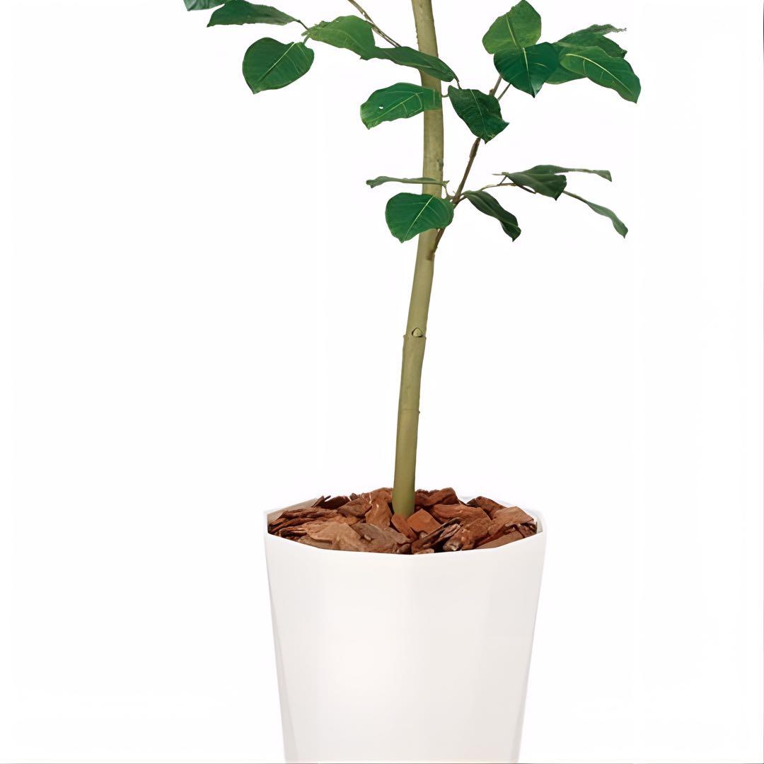 光触媒　人工観葉植物　ウォールグリーン　フェイクグリーン　ベンガルボタイジュ