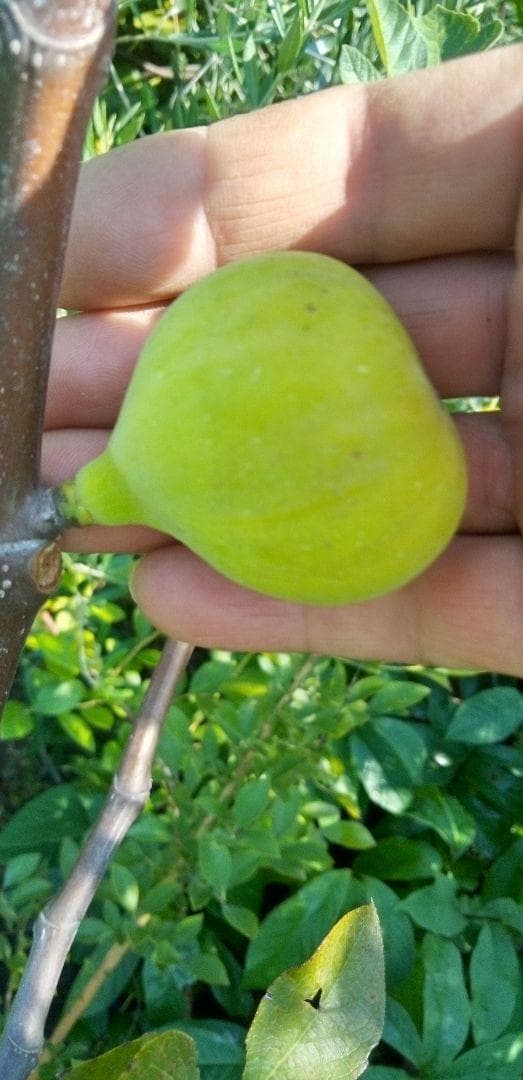 アボカド　いちじくなどの穂木　注文確認用