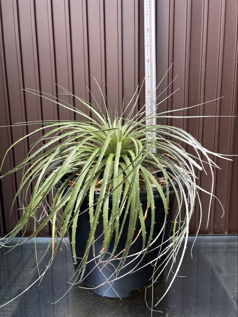 プヤ ベルテロニアナ B