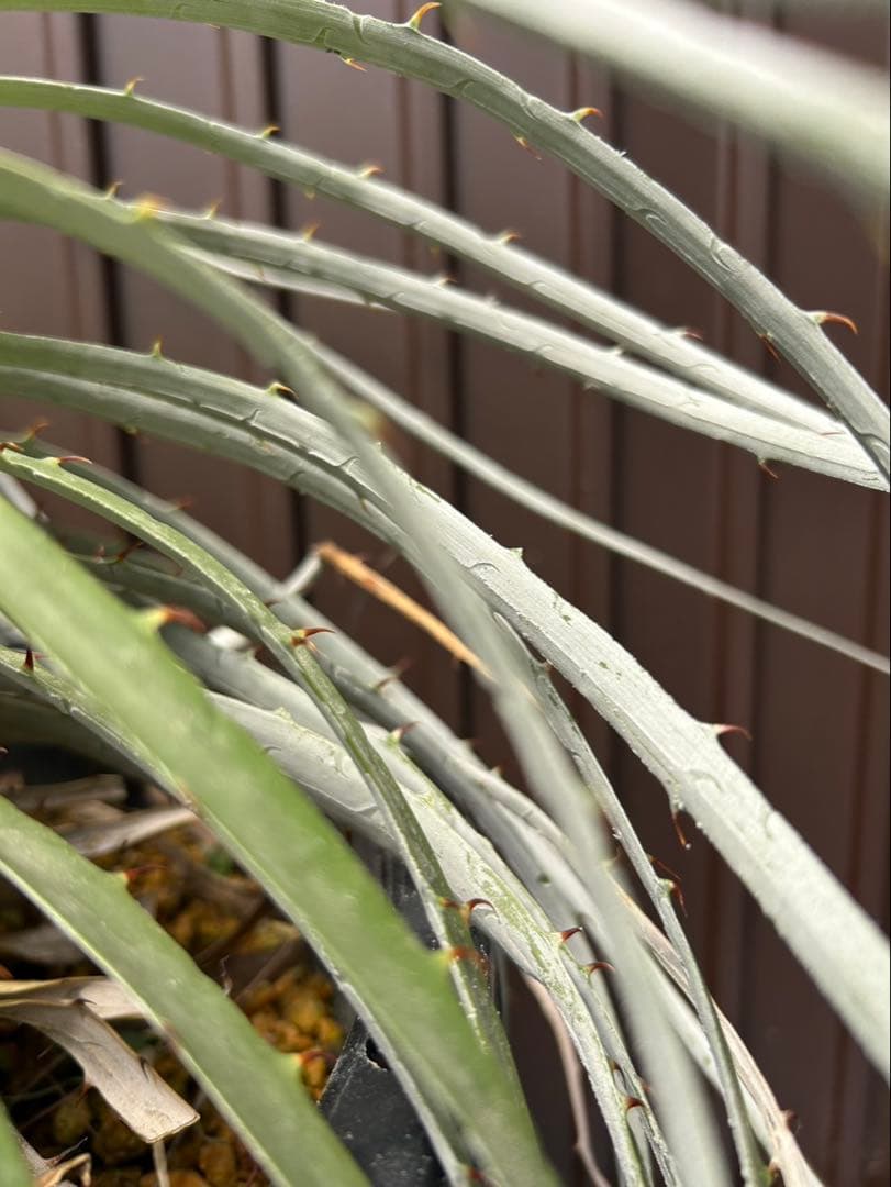 プヤ ベルテロニアナ B