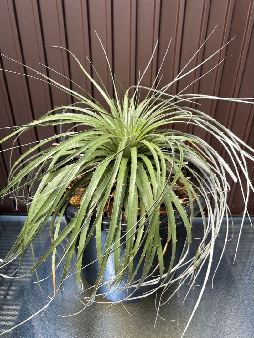 プヤ ベルテロニアナ B