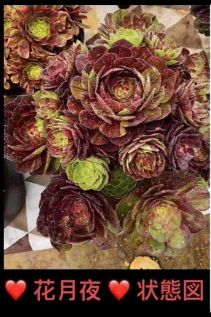 多肉植物アエオニウム錦❤️ 花月夜❤ 状態図