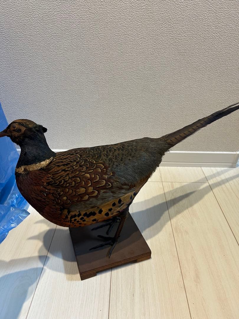 キジ　オス　剥製