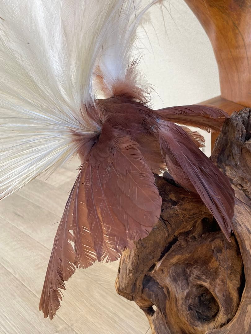世界鳥獸館（フォーナランド）鳥　剥製　極楽鳥　ゴクラクチョウ　証明書付き