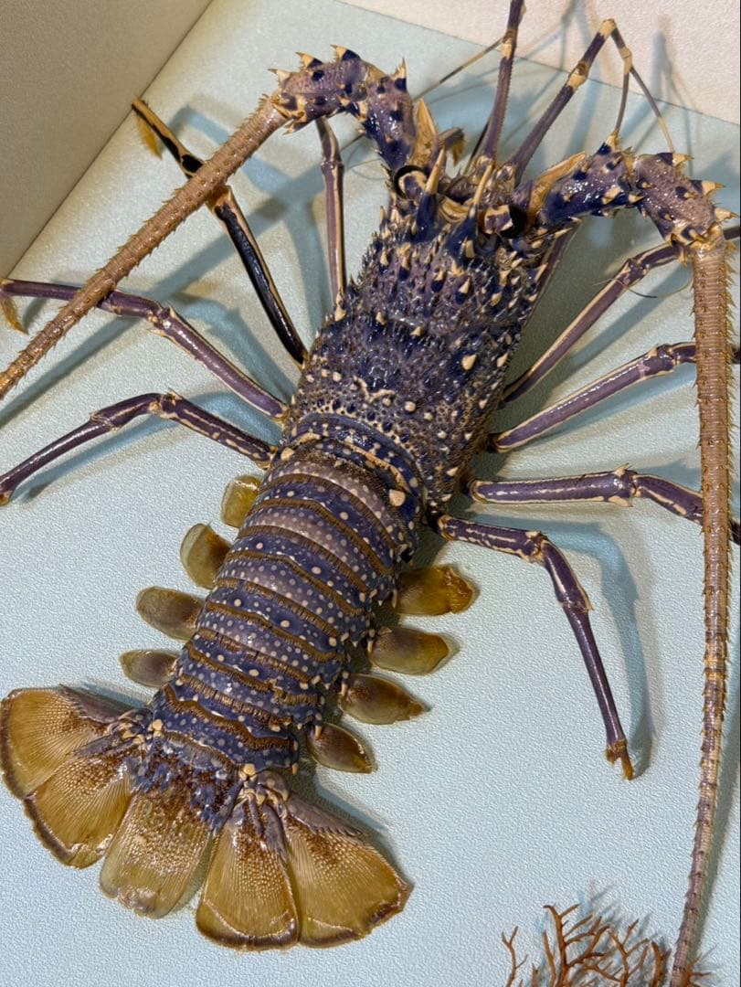 伊勢海老　置物　縁起物　海老