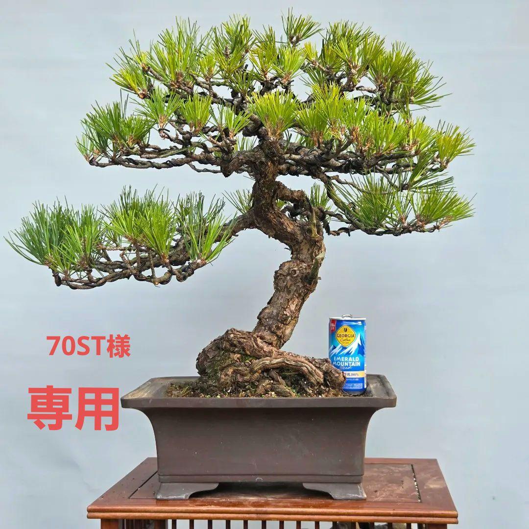 黒松　[模様木]　大品盆栽