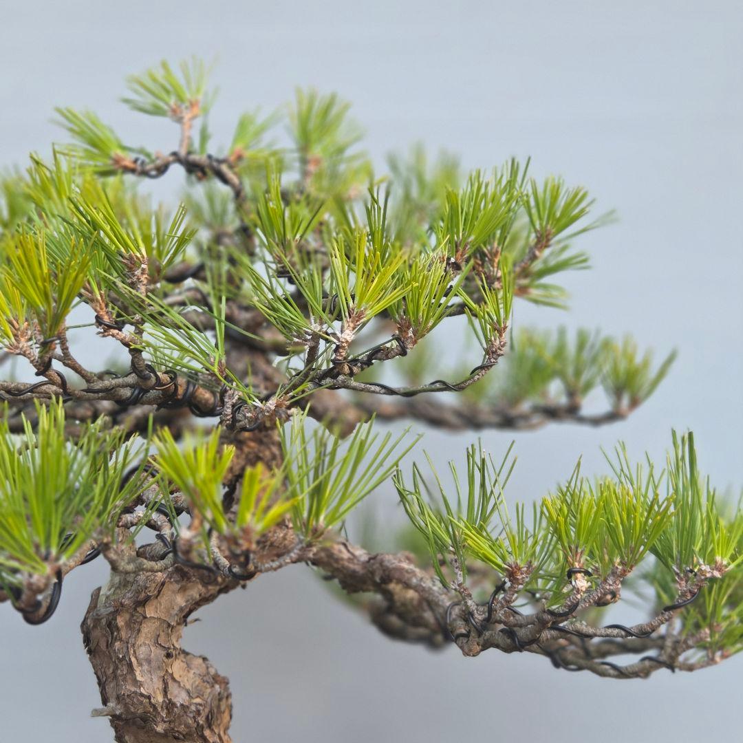 黒松　[模様木]　大品盆栽