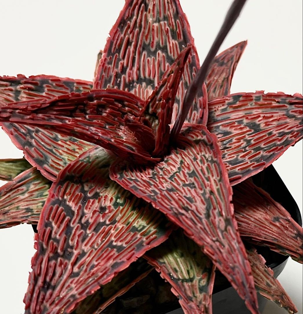 速達付き◾️アロエTCTハイブリッド【親株】充実株第四種Aloeアロエハイブリッド