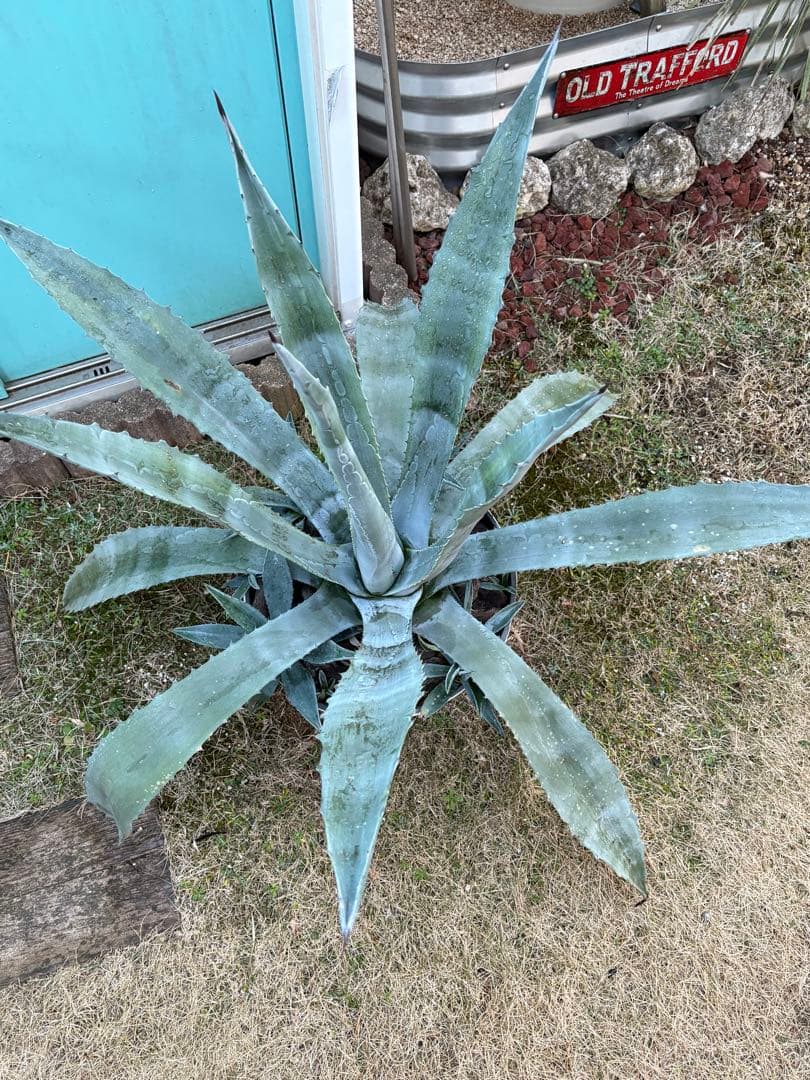 アガベ　アメリカーナ　大株　子株10株付き　古木風鉢付き　引き取り限定