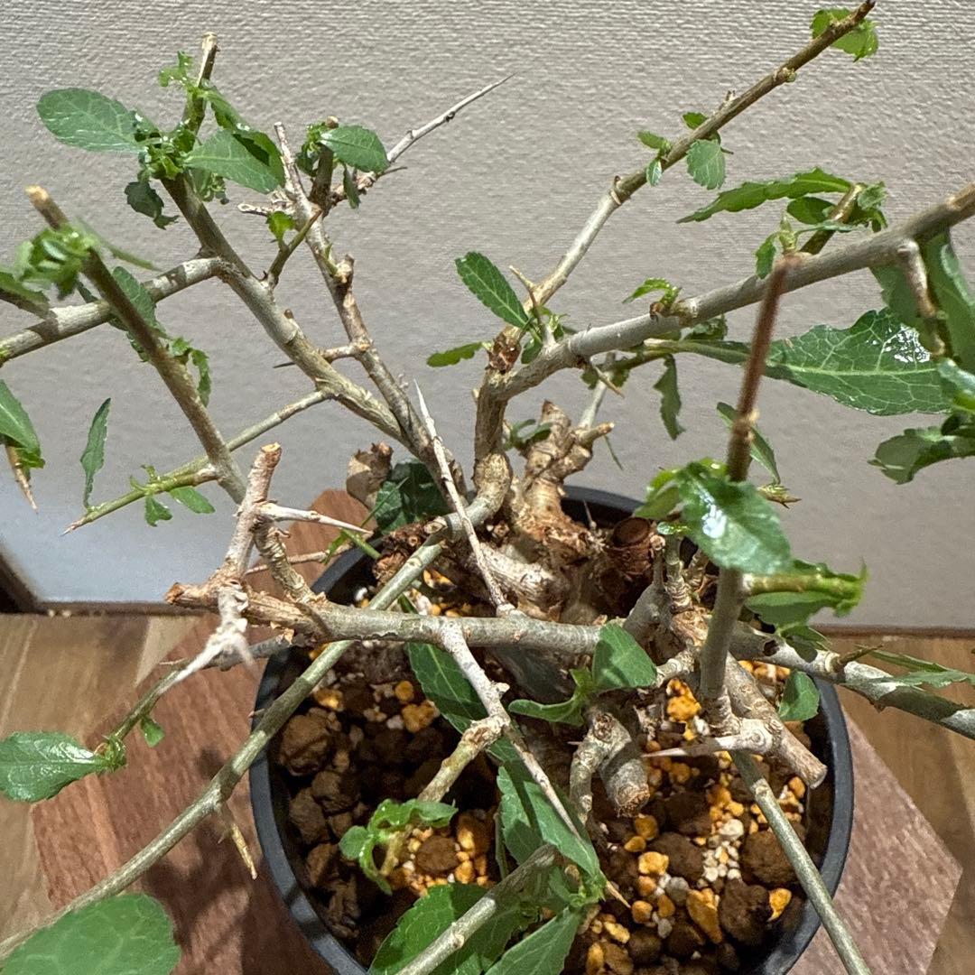Commiphora habessinica コムミフォラ ハべシニカ