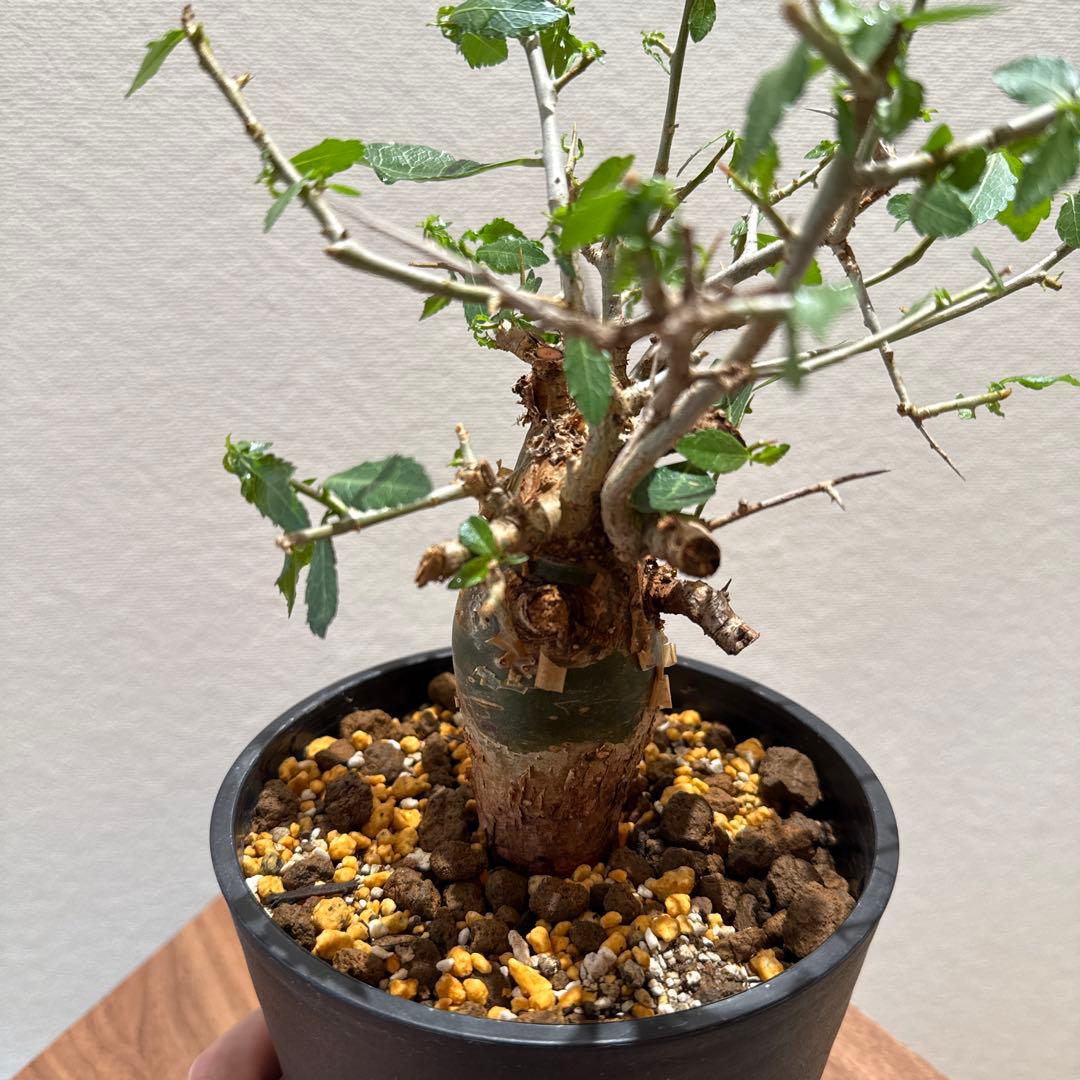 Commiphora habessinica コムミフォラ ハべシニカ