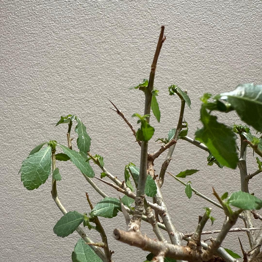 Commiphora habessinica コムミフォラ ハべシニカ