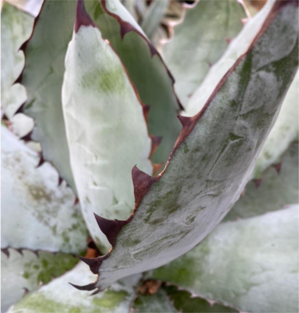 アガベ　チタノタ　BB BLACK＆BLUE 超々大型株　抜き苗発送送料込み