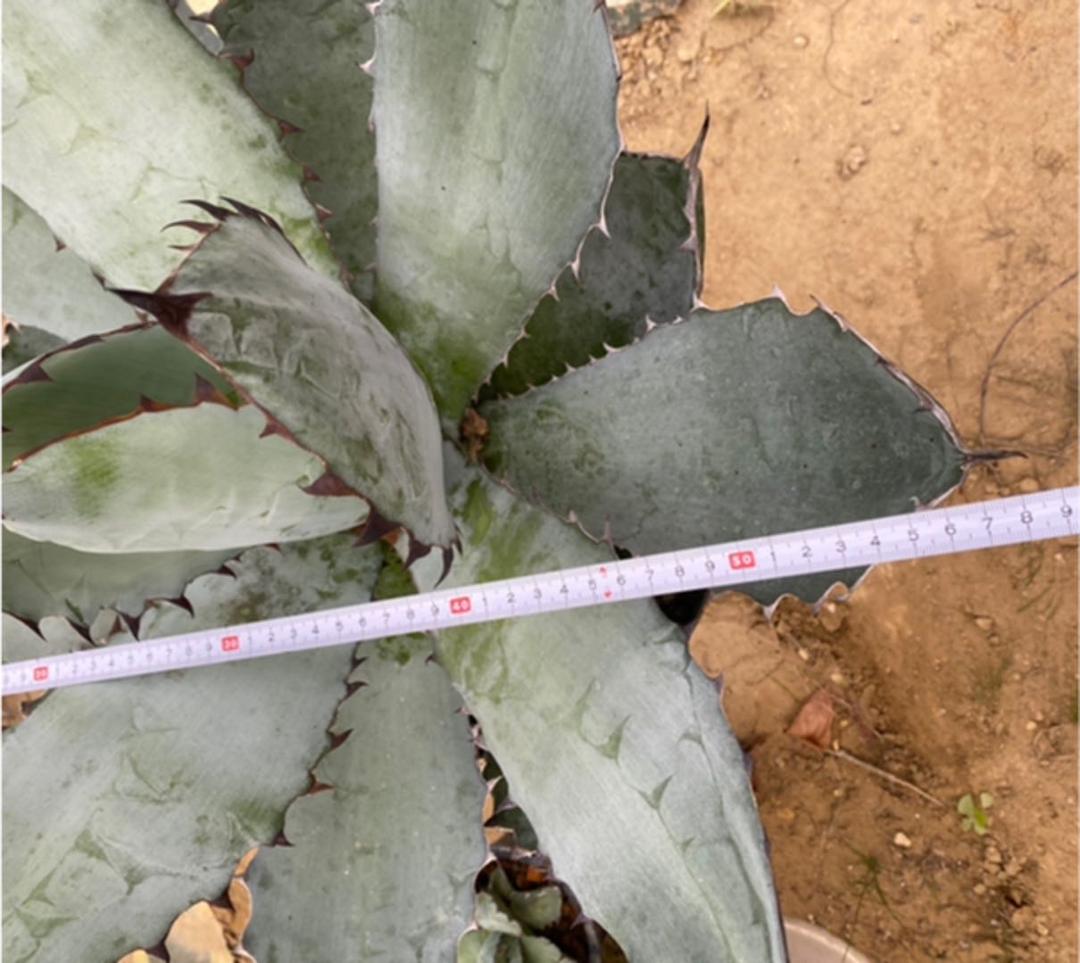 アガベ　チタノタ　BB BLACK＆BLUE 超々大型株　抜き苗発送送料込み